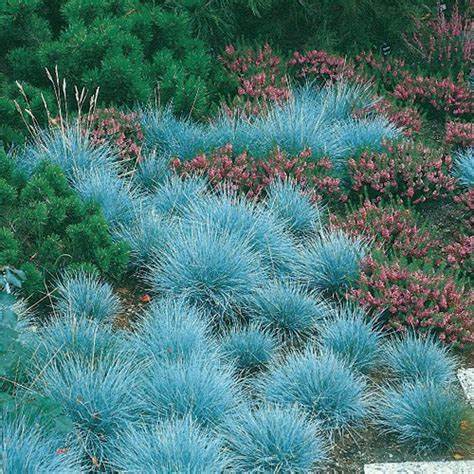 Festuca 'Cool as Ice' Blue Fescue Ornamental Grass, 1 Quart Pot Live Plant