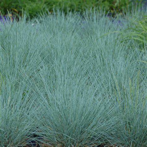 Festuca 'Cool as Ice' Blue Fescue Ornamental Grass, 1 Quart Pot Live Plant