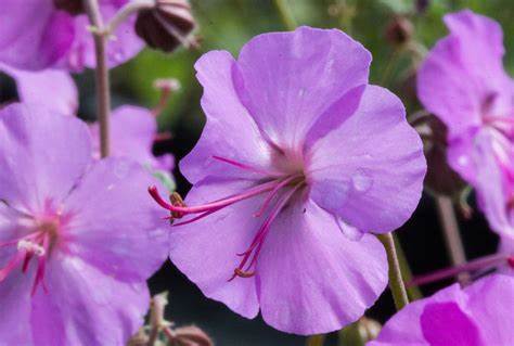 Karmina Cranesbill - Geranium x Cantabrigiense Plant - 1 gallon pot