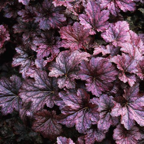 Heuchera 'Palace Purple' Coral Bells, 4" Pot Live Plant