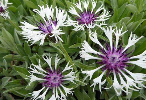 Amethyst in Snow Mountain Cornflower - Bachelor Button - Centaurea Montana Plant - 1 quart pot
