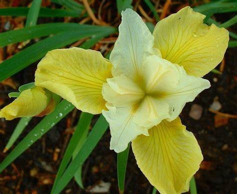 Siberian Iris 'Butter & Sugar', 1 Gallon Pot Live Plant