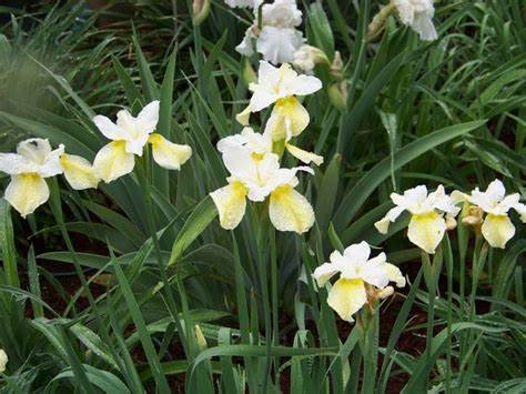 Siberian Iris 'Butter & Sugar', 1 Gallon Pot Live Plant