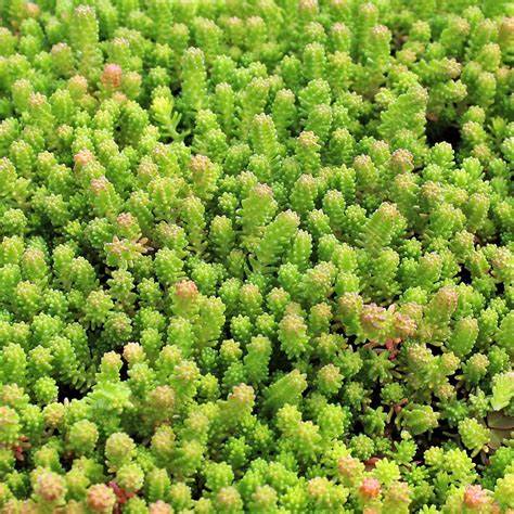 Sedum 'Sexangular' Stonecrop, 3.5" Pot Live Plant