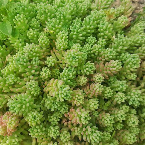 Sedum 'Sexangular' Stonecrop, 3.5" Pot Live Plant