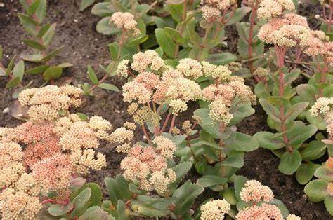 Sedum 'Bronco' Stonecrop, 4" Pot Live Plant