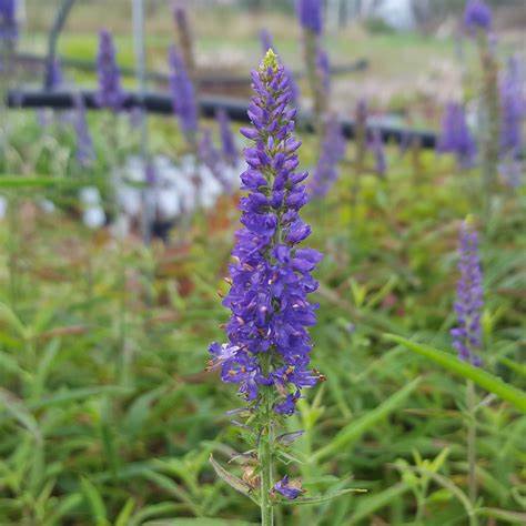 Veronica 'Moody Blues' Speedwell, 1 Quart Pot Live Plant – Petal ...