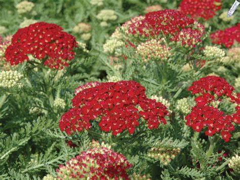 Yarrow 'Pomegranate' Achillea, 1 Quart Pot Live Plant