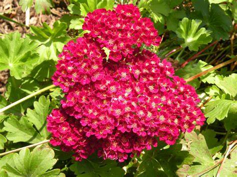 Yarrow 'Pomegranate' Achillea, 1 Quart Pot Live Plant