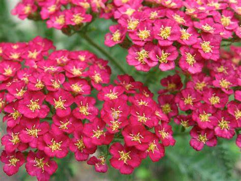 Yarrow 'Pomegranate' Achillea, 1 Quart Pot Live Plant