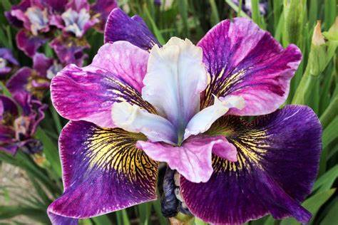 Siberian Iris Peacock 'Charming Billy', 1 Gallon Pot Live Plant