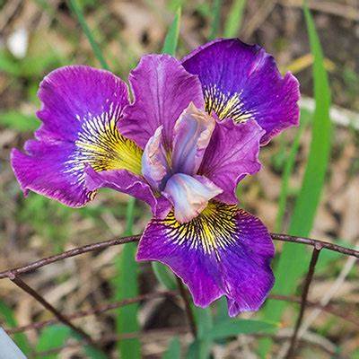 Siberian Iris Peacock 'Charming Billy', 1 Gallon Pot Live Plant