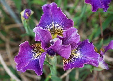 Siberian Iris Peacock 'Charming Billy', 1 Gallon Pot Live Plant