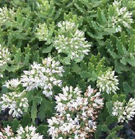 Sedum 'Thundercloud' Stonecrop, 4" Pot Live Plant