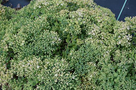 Sedum 'Thundercloud' Stonecrop, 4" Pot Live Plant