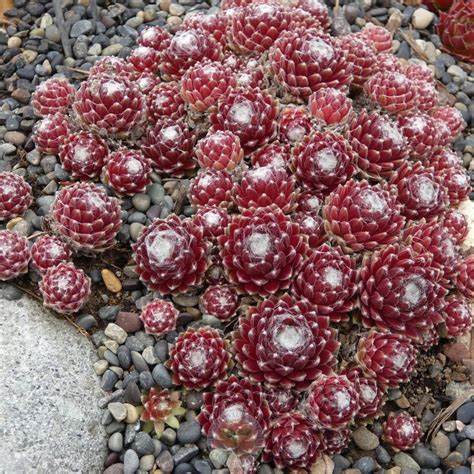 Sempervivum 'Mona Lisa' Hens Chicks, 4" Pot Live Plant