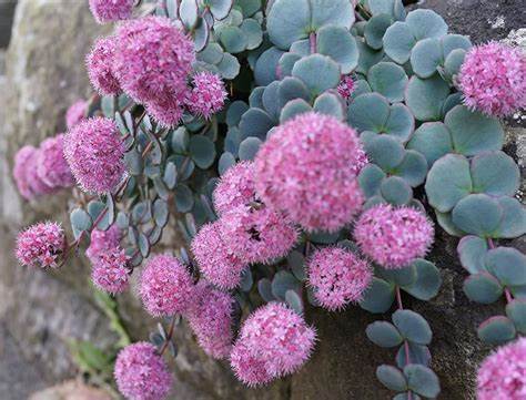 Sedum 'October Daphne' Stonecrop, 4" Pot Live Plant