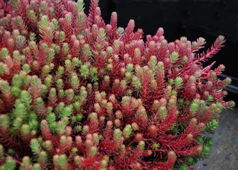 Sedum 'Red Wiggle' Stonecrop, 4" Pot Live Plant