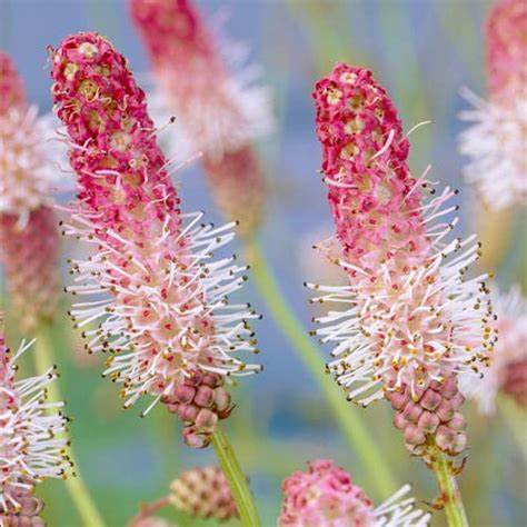 Sanguisorba 'Pink Tanna' Great Burnet, 4" Pot Live Plant