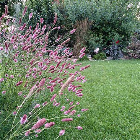 Sanguisorba 'Pink Tanna' Great Burnet, 4" Pot Live Plant