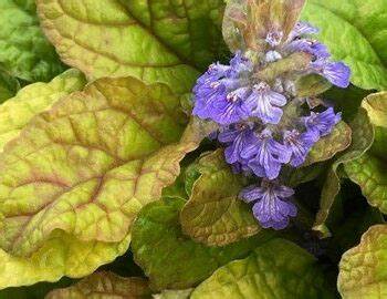 Ajuga Feathered Friends 'Parrot Paradise', 4" Pot Live Plant