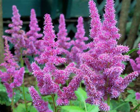 Pumila Dwarf Chinese Astilbe Plant - 1 gallon pot