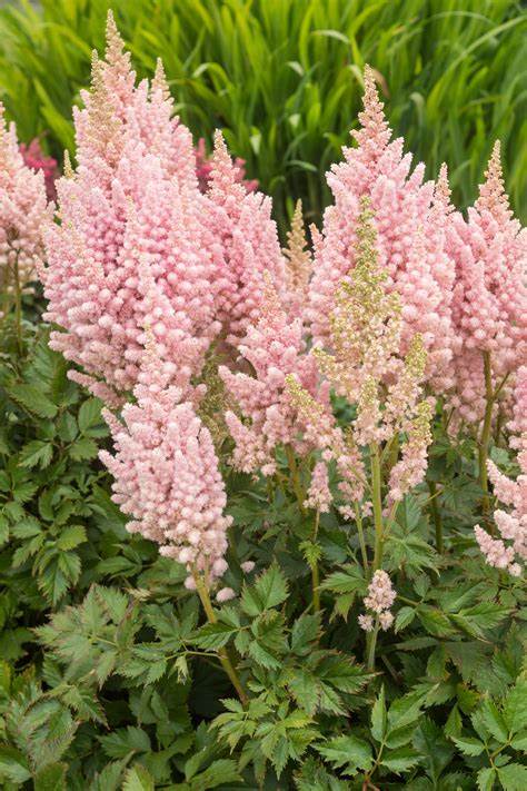 Vision Inferno Astilbe - Chinese Astilbe Chinensis Plant - 1 gallon pot