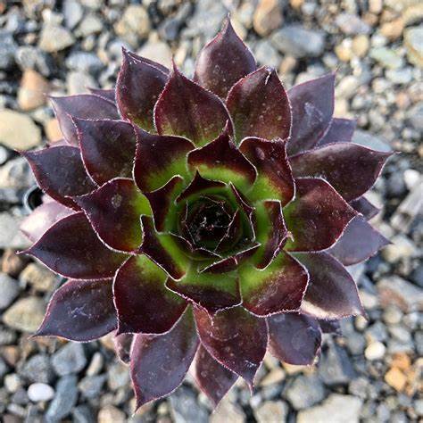 Sempervivum 'Black' Hens & Chicks, 4" Pot Live Plant