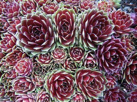 Sempervivum 'Commander Hay' Hens & Chicks, 4" Pot Live Plant