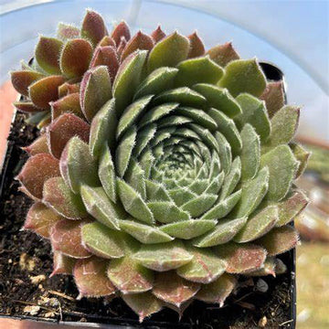 Pacific Spring Frost Succulent - Hens & Chicks Sempervivum Houseleek Plant - 4 inch pot