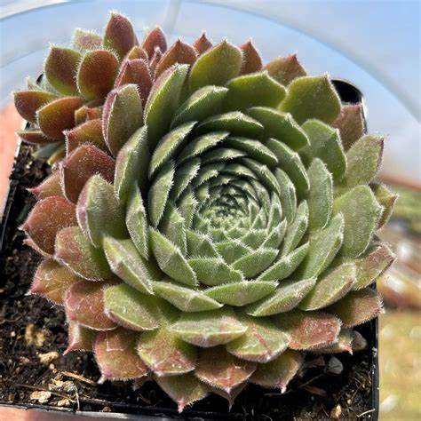 Sempervivum 'Pacific Spring Frost' Chicks & Hens, 4" Pot Live Plant