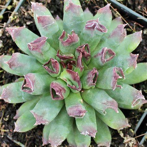 Oddity Succulent - Hens & Chicks Houseleek Sempervivum Plant - 4 inch pot