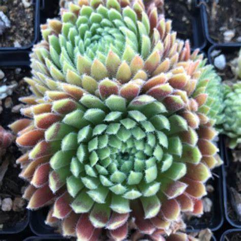 Allison Succulent - Hens and Chicks Sempervivum Plant - 4 inch pot