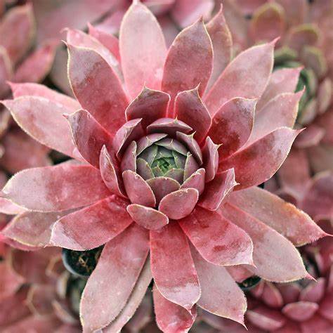 "Magnificum" Succulent Purple Hen & Chicks Sempervivum Plant 4" Pot