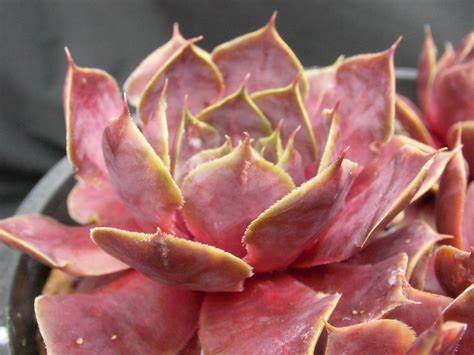 "Magnificum" Succulent Purple Hen & Chicks Sempervivum Plant 4" Pot