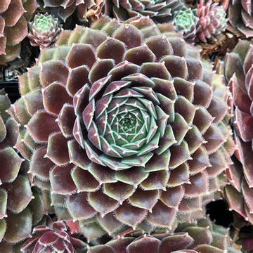 Leneca Succulent - Hens and Chicks Houseleek Sempervivum Plant - 4" Pot