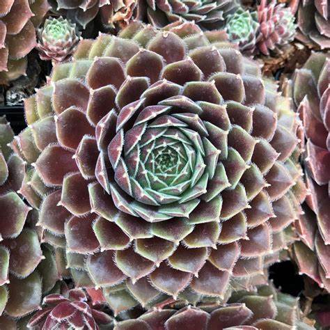 Sempervivum 'Leneca' Chicks & Hens, 4" Pot Live Plant