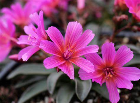 Little Raspberry Bitterroot - Lewisia Longipetala Succulent Plant - 1 quart pot