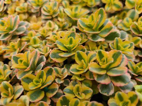 Sedum 'What A Doozie' Stonecrop, 4" Pot Live Plant