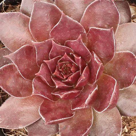 Sempervivum 'Pacific Devil's Food' Chicks & Hens, 4" Pot Live Plant