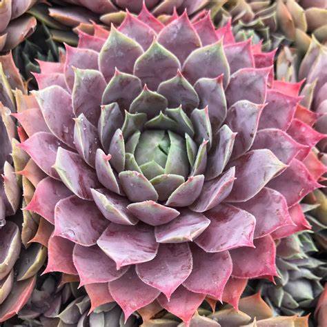 Sempervivum 'Lilac Time' Chicks & Hens, 4" Pot Live Plant