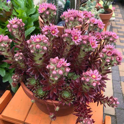 Lilac Time Succulent - Hens & Chicks Houseleek Sempervivum Plant - 4 inch pot