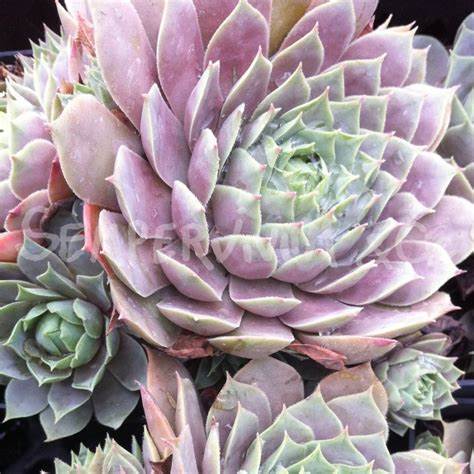 Sempervivum 'Lilac Time' Chicks & Hens, 4" Pot Live Plant