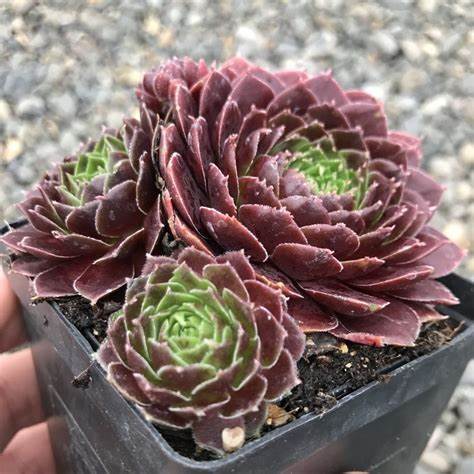 Sempervivum 'Rubikon' Hens & Chicks, 4" Pot Live Plant