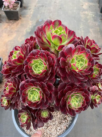 Sempervivum 'Rubikon' Hens & Chicks, 4" Pot Live Plant