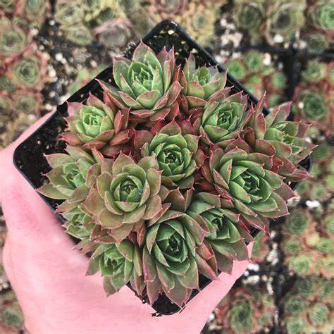 Glowing Embers Succulent Hen and Chick Sempervivum Plant 4" Pot