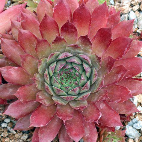 Glowing Embers Succulent Hen and Chick Sempervivum Plant 4" Pot