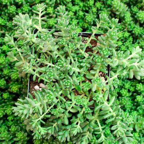 Sedum Album 'Athoum' Stonecrop, 4" Pot Live Plant