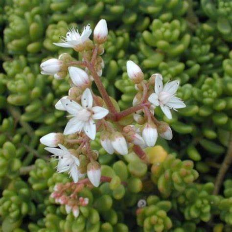 Sedum Album 'Athoum' Stonecrop, 4" Pot Live Plant