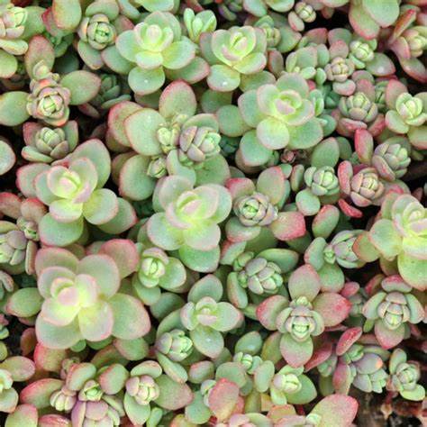 Sedum Pluricaule 'Isle of Sakhalin', 4" Pot Live Plant